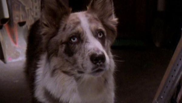 Las 100 pruebas de Eddie McDowd - Una Navidad muy canina