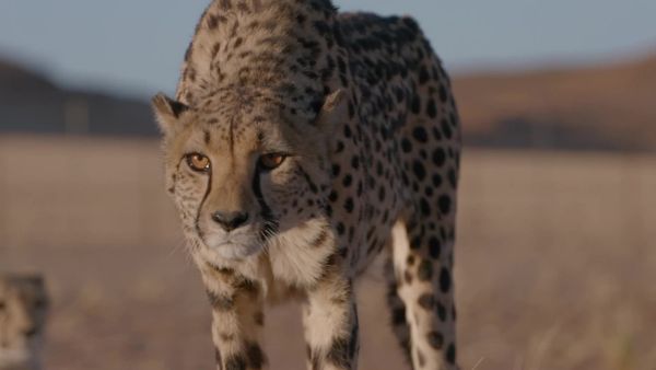 Trabajos salvajes: Namibia - Cheetahs