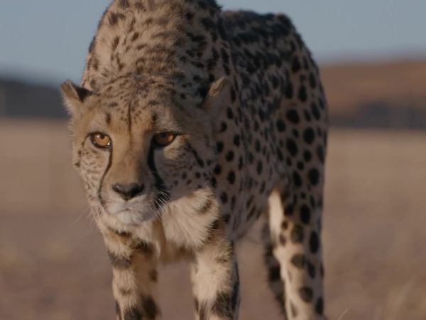 Trabajos salvajes: Namibia - Cheetahs