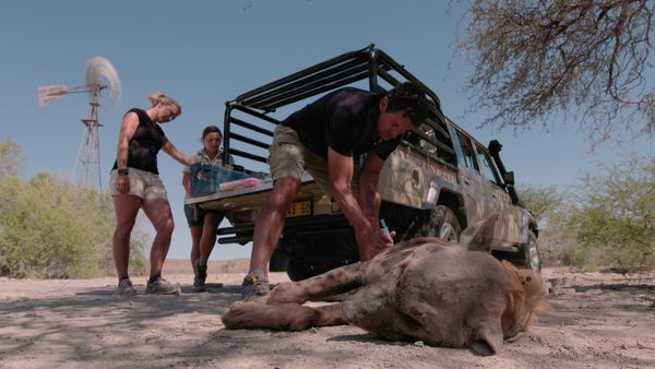 Trabajos salvajes: Namibia - Wild Dog & Hyena