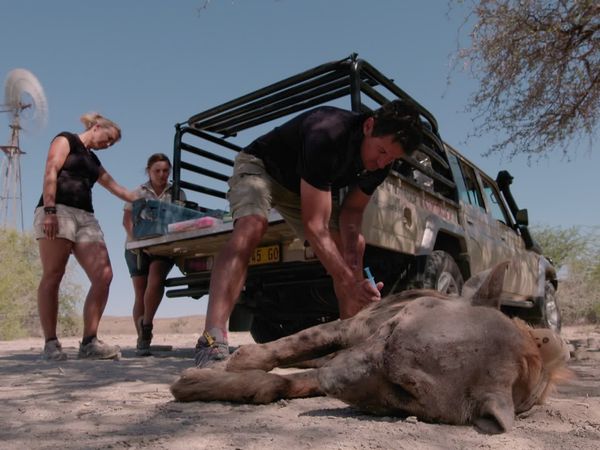 Trabajos salvajes: Namibia - Wild Dog & Hyena
