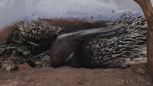Trabajos salvajes: Namibia - A Day in the Life of Marlice