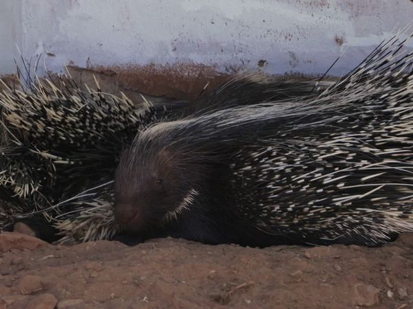 Trabajos salvajes: Namibia - A Day in the Life of Marlice