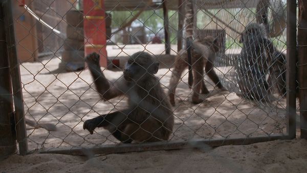 Trabajos salvajes: Namibia - Harnas