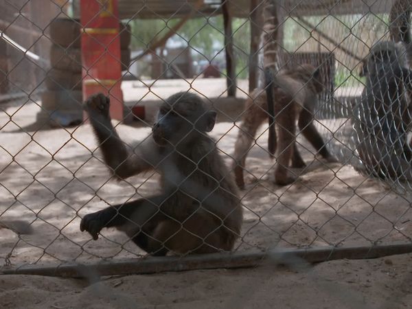 Trabajos salvajes: Namibia - Harnas