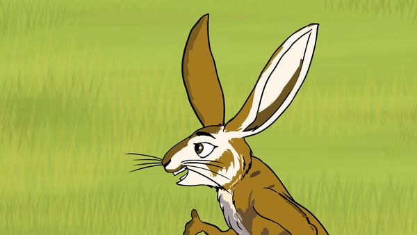 Jabu's Jungle - African Hare