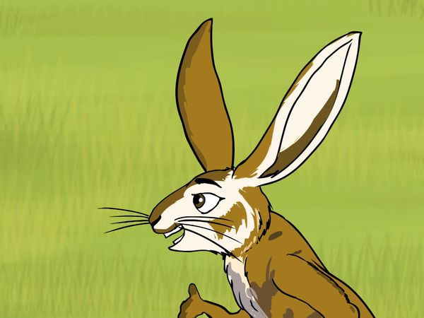Jabu's Jungle - African Hare