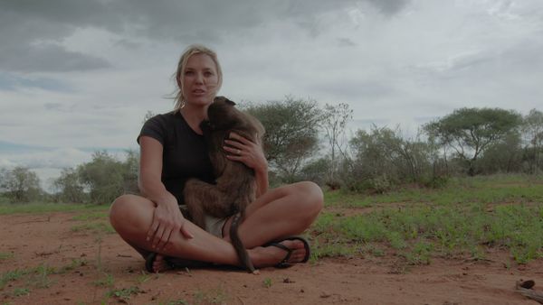 Trabajos salvajes: Namibia - Baboons