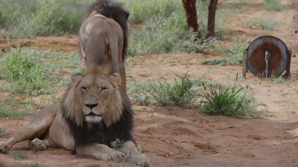 Trabajos salvajes: Namibia - Lions