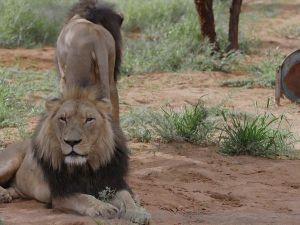 Trabajos salvajes: Namibia - Lions