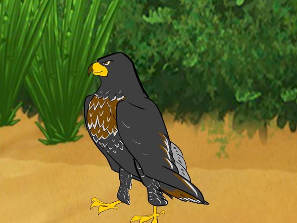 Jabu's Jungle - Jackal Buzzard