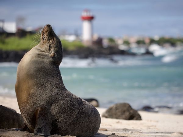 My Family and The Galapagos - Episode 2
