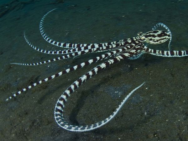 Nick Baker's Weird Creatures - The Mimic Octopus