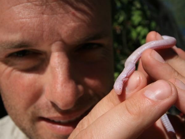 Nick Baker's Weird Creatures - Worm Lizard