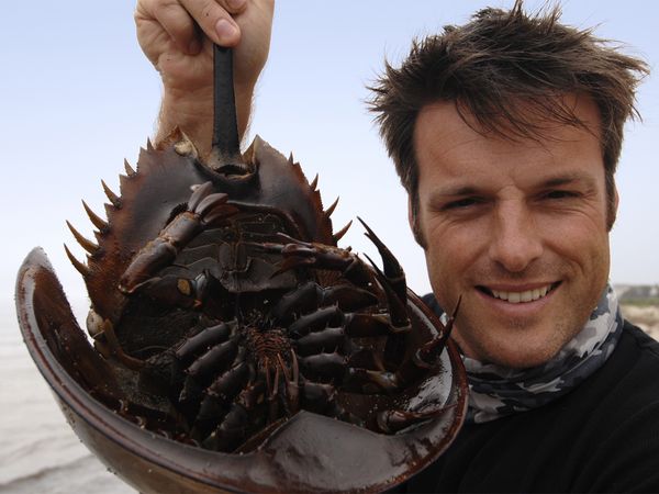 Nick Baker's Weird Creatures - Horseshoe Crab