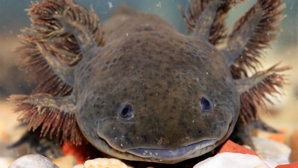 Nick Baker's Weird Creatures - Axolotl