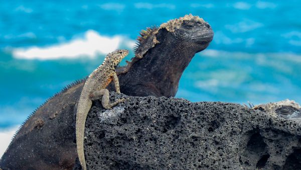 My Family and The Galapagos - Episode 3