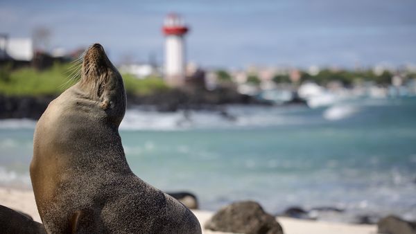 My Family and The Galapagos - Episode 2
