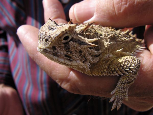 Nick Baker's Weird Creatures - Blood Squirting Lizard