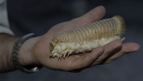 Nick Baker's Weird Creatures - Pink Fairy Armadillo