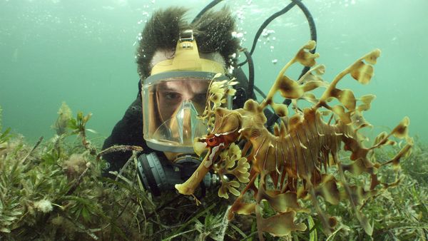 Nick Baker's Weird Creatures - Leafy Sea Dragon