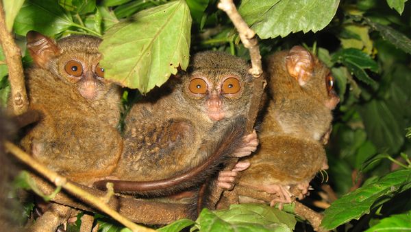 Nick Baker's Weird Creatures - The Real Gremlin