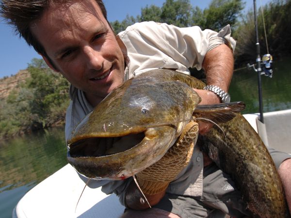 Nick Baker's Weird Creatures - The Frankenstein Fish
