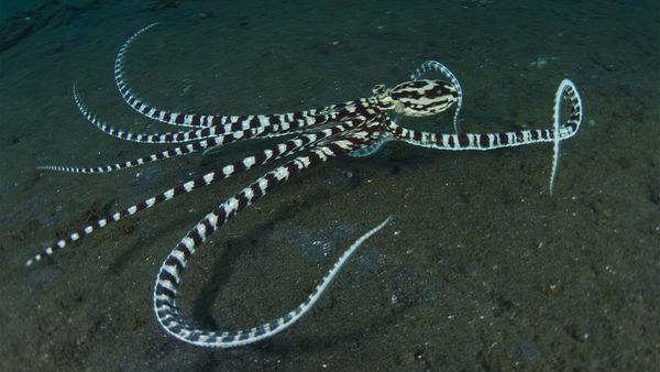 Nick Baker's Weird Creatures - The Mimic Octopus