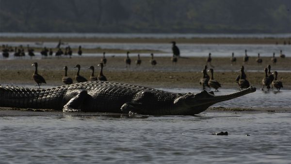 Nick Baker's Weird Creatures - Croc From Mars