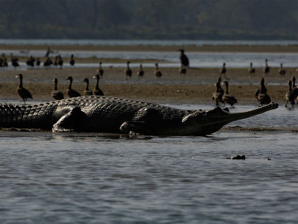 Nick Baker's Weird Creatures - Croc From Mars