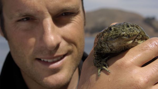 Nick Baker's Weird Creatures - Saggy Skinned Frog