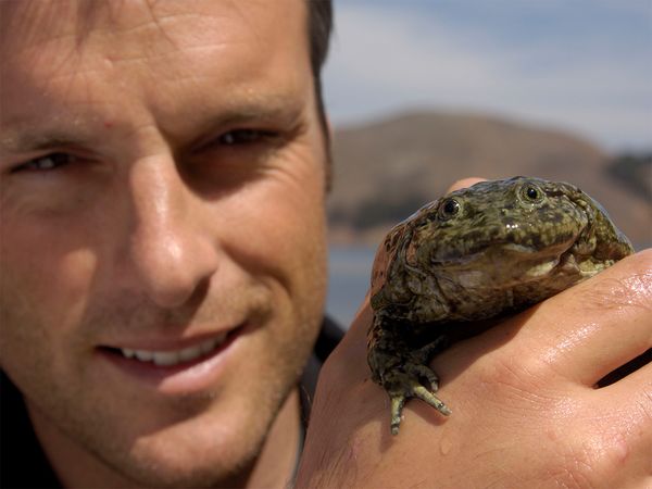 Nick Baker's Weird Creatures - Saggy Skinned Frog