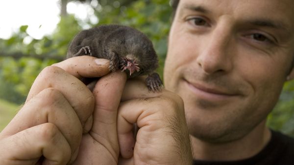 Nick Baker's Weird Creatures - Star-Nosed Mole