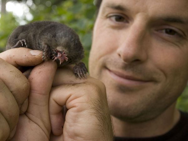 Nick Baker's Weird Creatures - Star-Nosed Mole