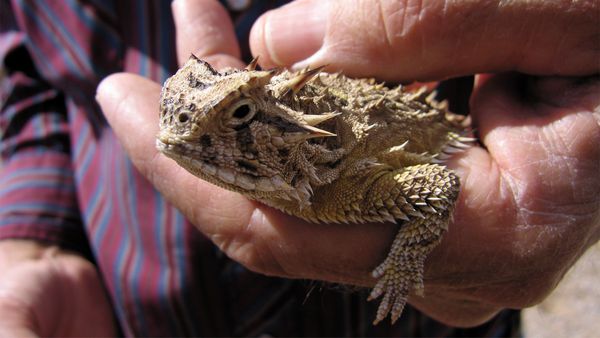 Nick Baker's Weird Creatures - Blood Squirting Lizard