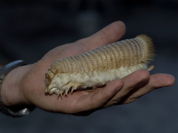Nick Baker's Weird Creatures - Pink Fairy Armadillo