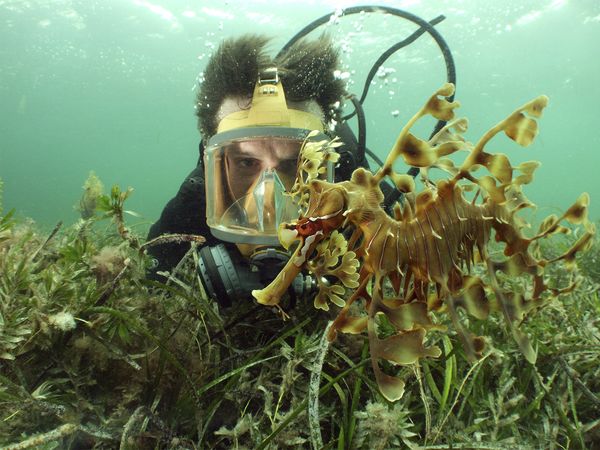 Nick Baker's Weird Creatures - Leafy Sea Dragon