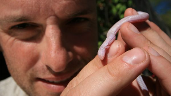 Nick Baker's Weird Creatures - Worm Lizard