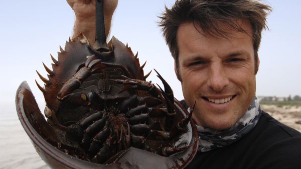 Nick Baker's Weird Creatures - Horseshoe Crab