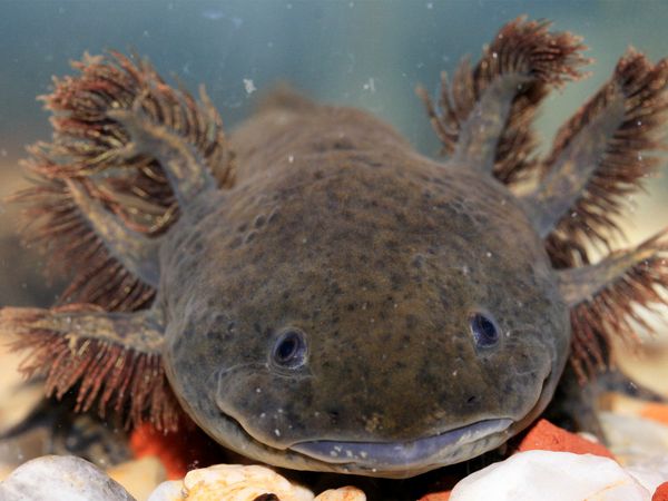Nick Baker's Weird Creatures - Axolotl