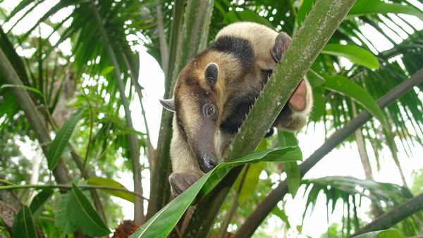 Nick Baker's Weird Creatures - Giant Anteater