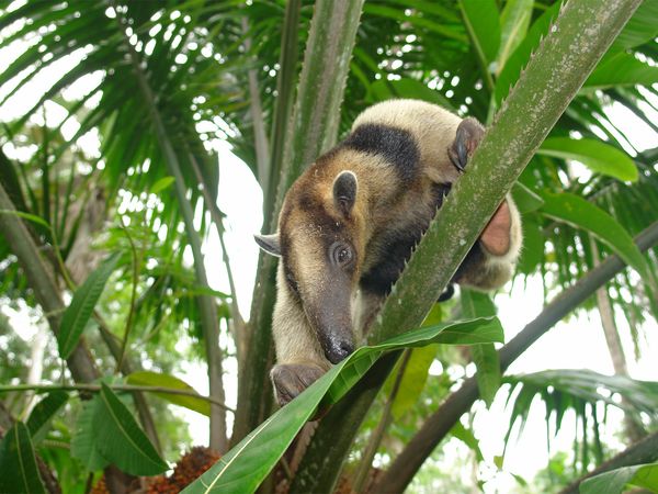 Nick Baker's Weird Creatures - Giant Anteater