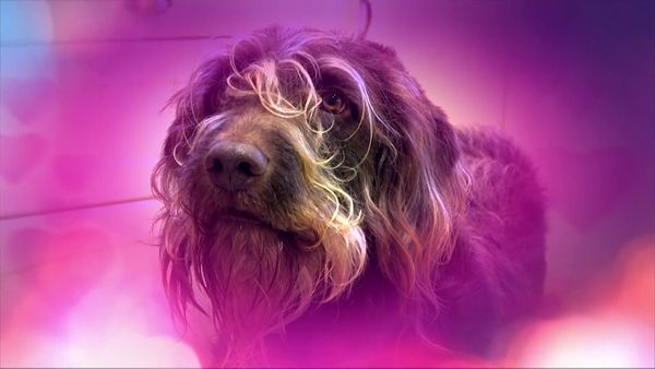 Superstar Dogs - Episode 3