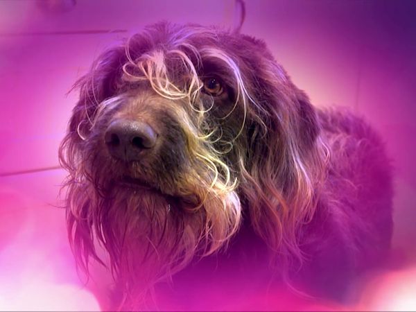 Superstar Dogs - Episode 3
