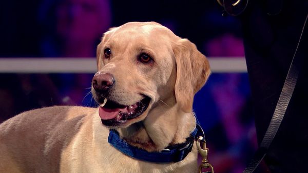 Superstar Dogs - Episode 4