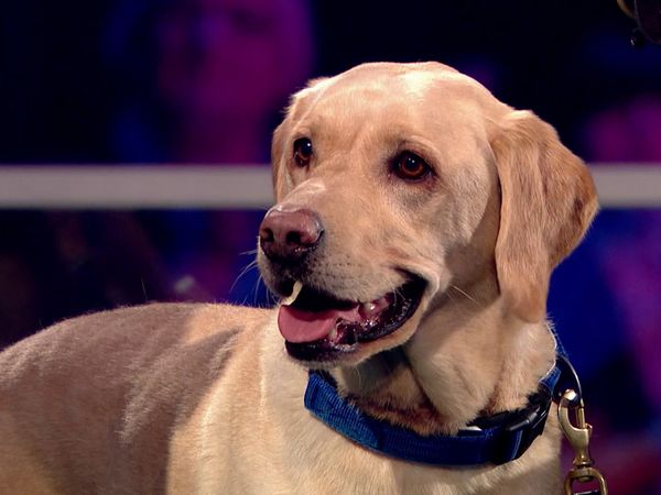 Superstar Dogs - Episode 4