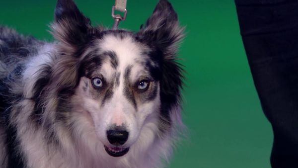 Superstar Dogs - Episode 9
