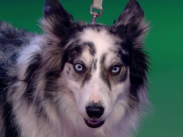 Superstar Dogs - Episode 9