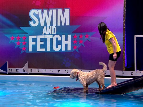 Superstar Dogs - Celebrity Special