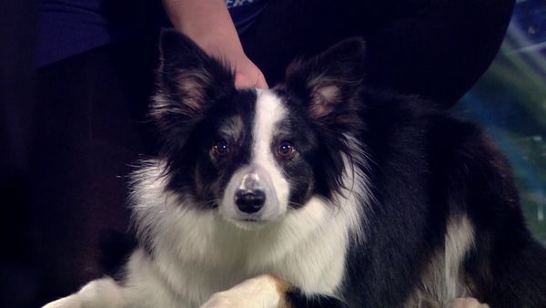 Superstar Dogs - Episode 13
